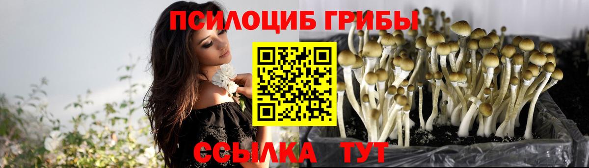 Псилоцибиновые грибы Psilocybe Сочи